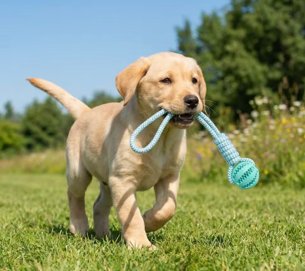 Cotton Rope & Rubber Dog Chew Ball, Treat Dispenser Toy. 18x13cm, Durable, for Boredom & Teething